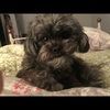firstgradedog